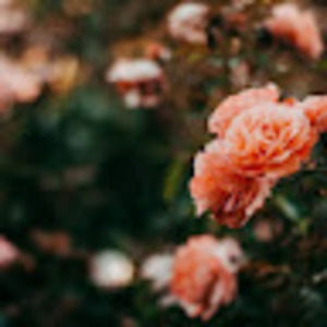 Meet your Posher, Morgan